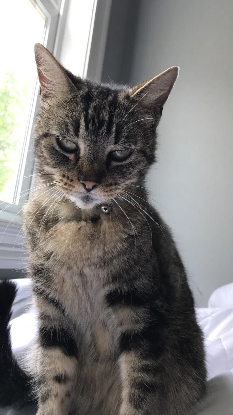 Lost cat in Baton Rouge, LA, 70806