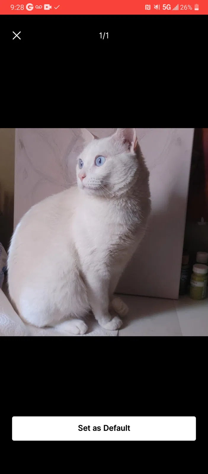 Lost cat in Torrance, CA, 90503