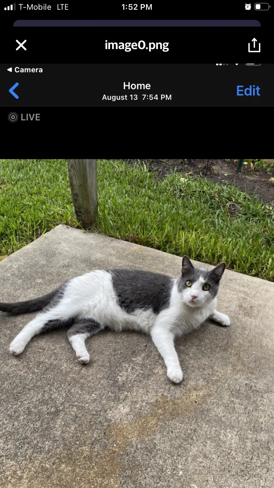 Lost cat in New Braunfels, TX, 78130