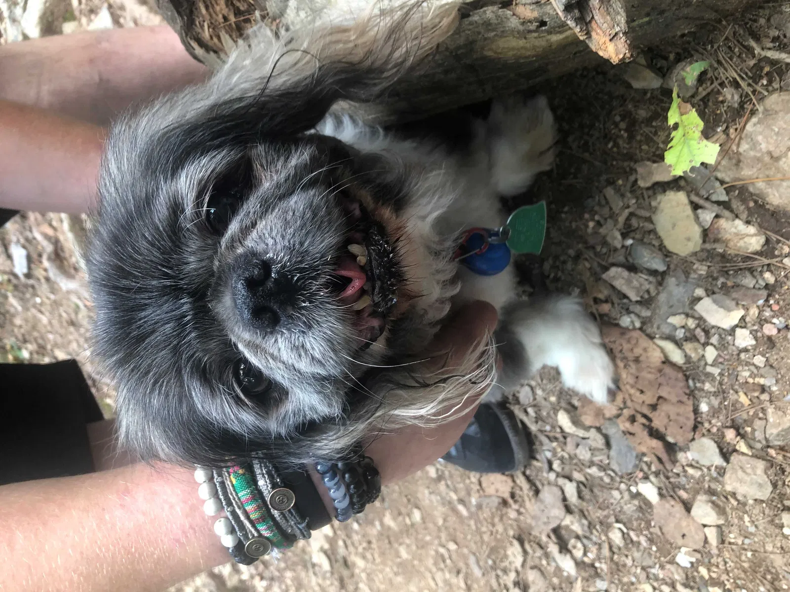 Lost dog in Oklahoma City, OK, 73107