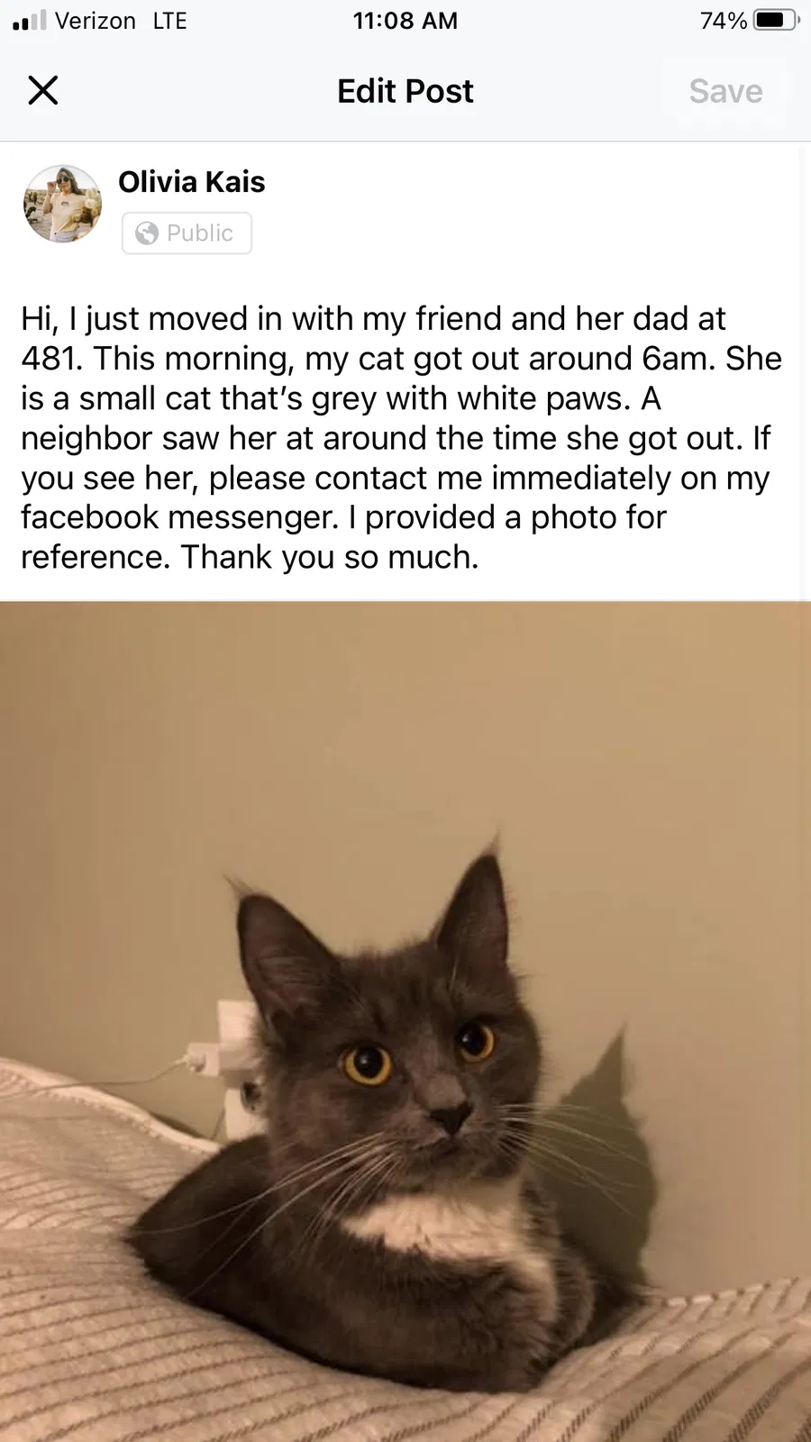 Lost cat in West Chester, PA, 19382