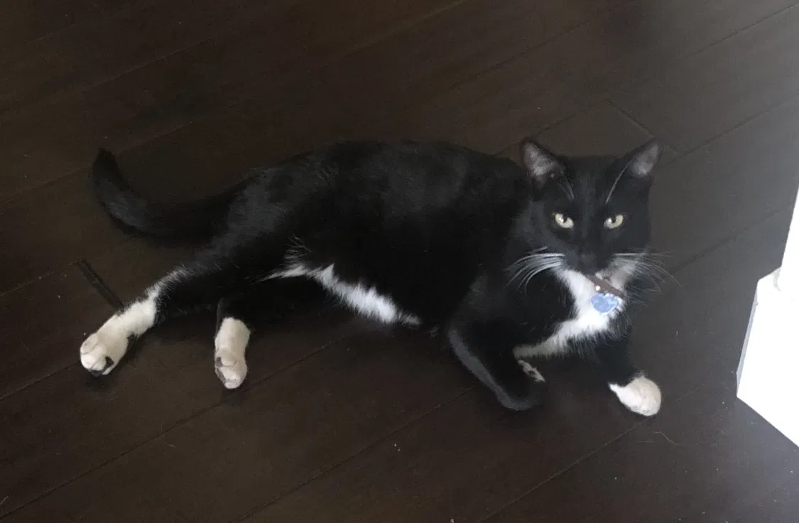 Lost cat in Manteca, CA, 95336