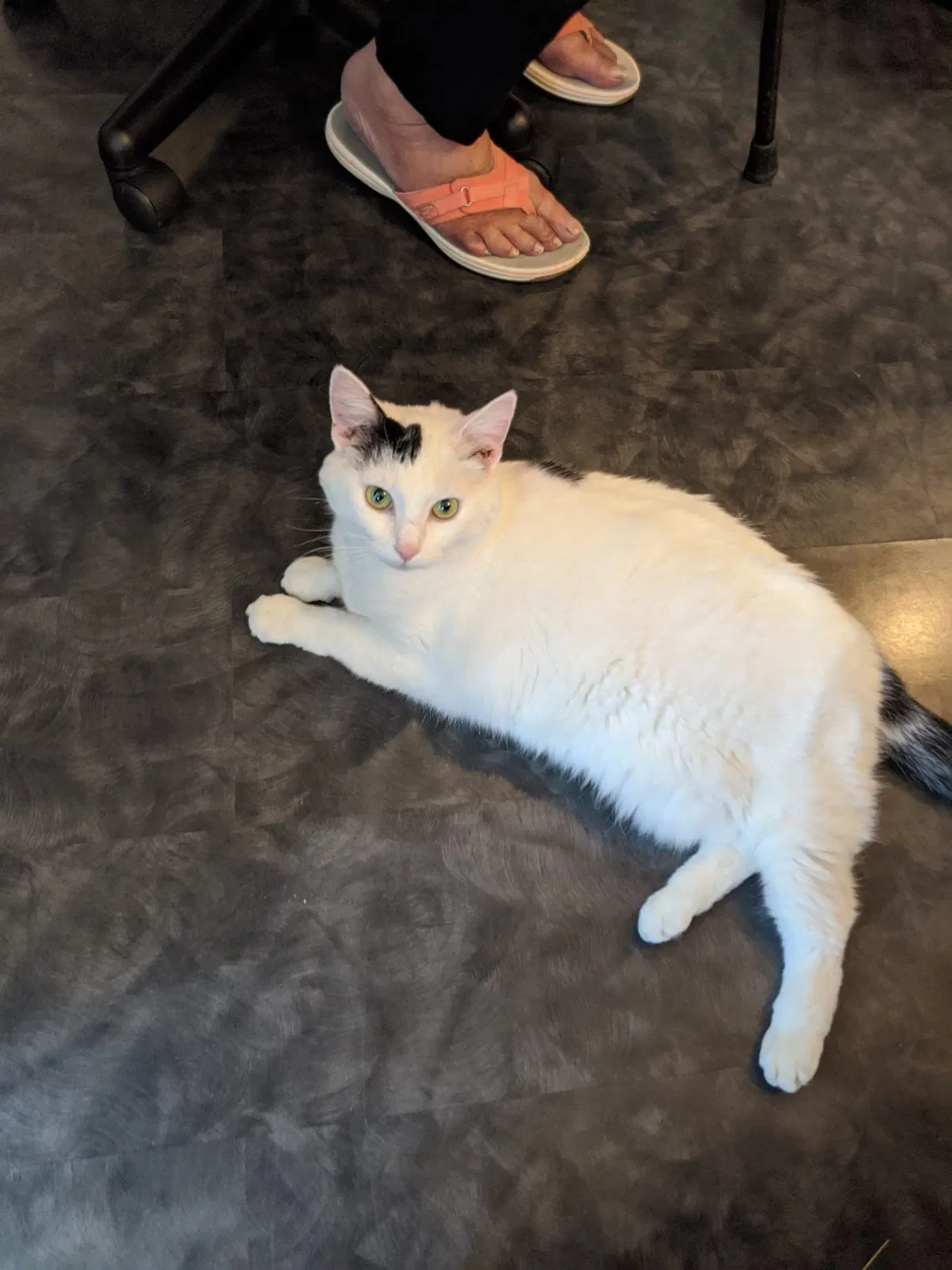 Lost cat in Blackwood, NJ, 8012