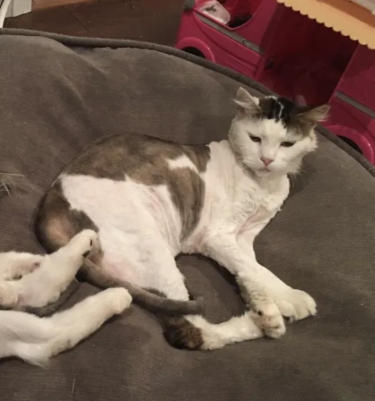 Lost cat in Vancouver, WA, 98685