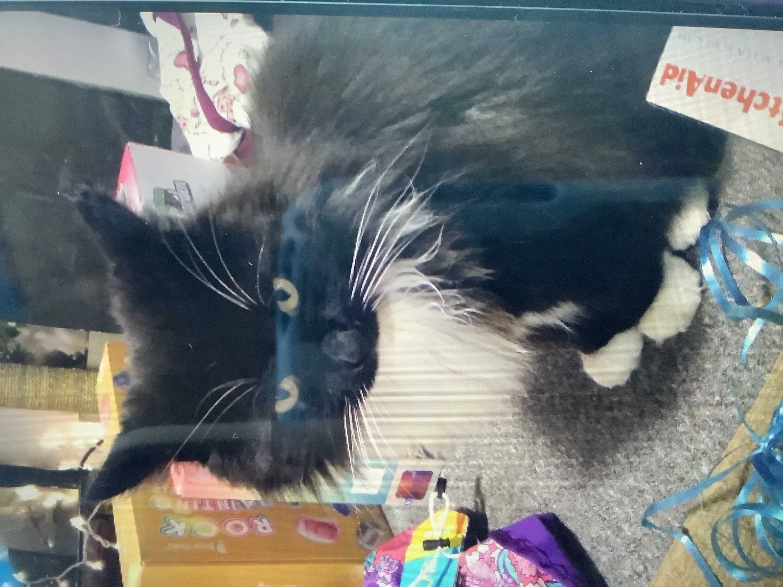 Lost cat in Nampa, ID, 83686