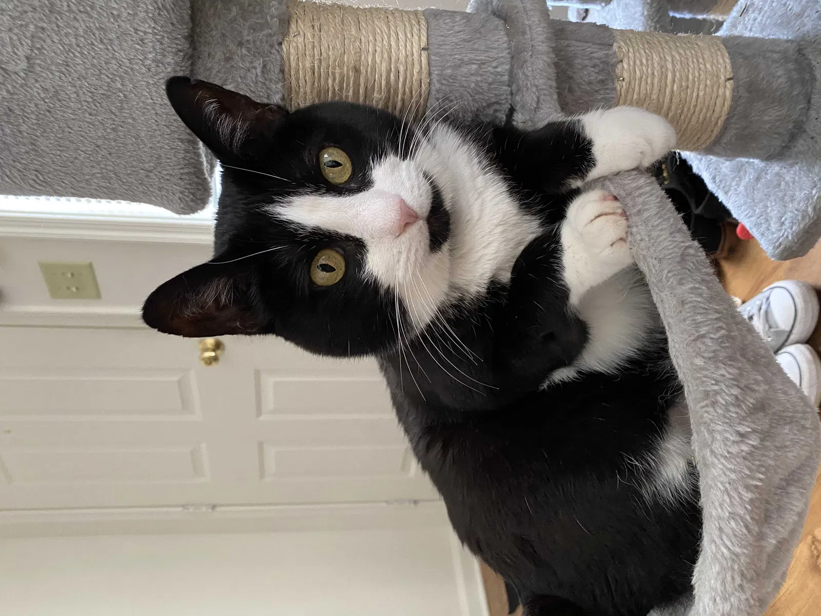 Lost cat in York, PA, 17406