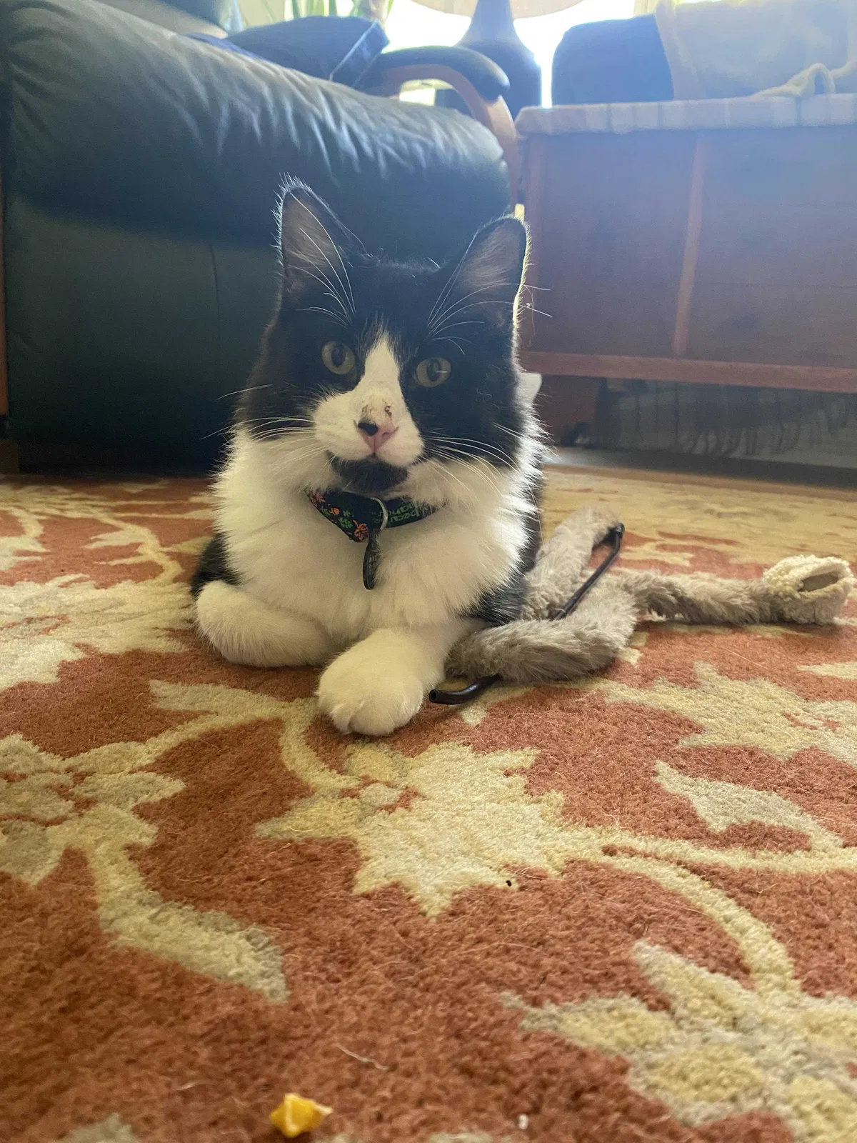 Lost cat in Austin, TX, 78745