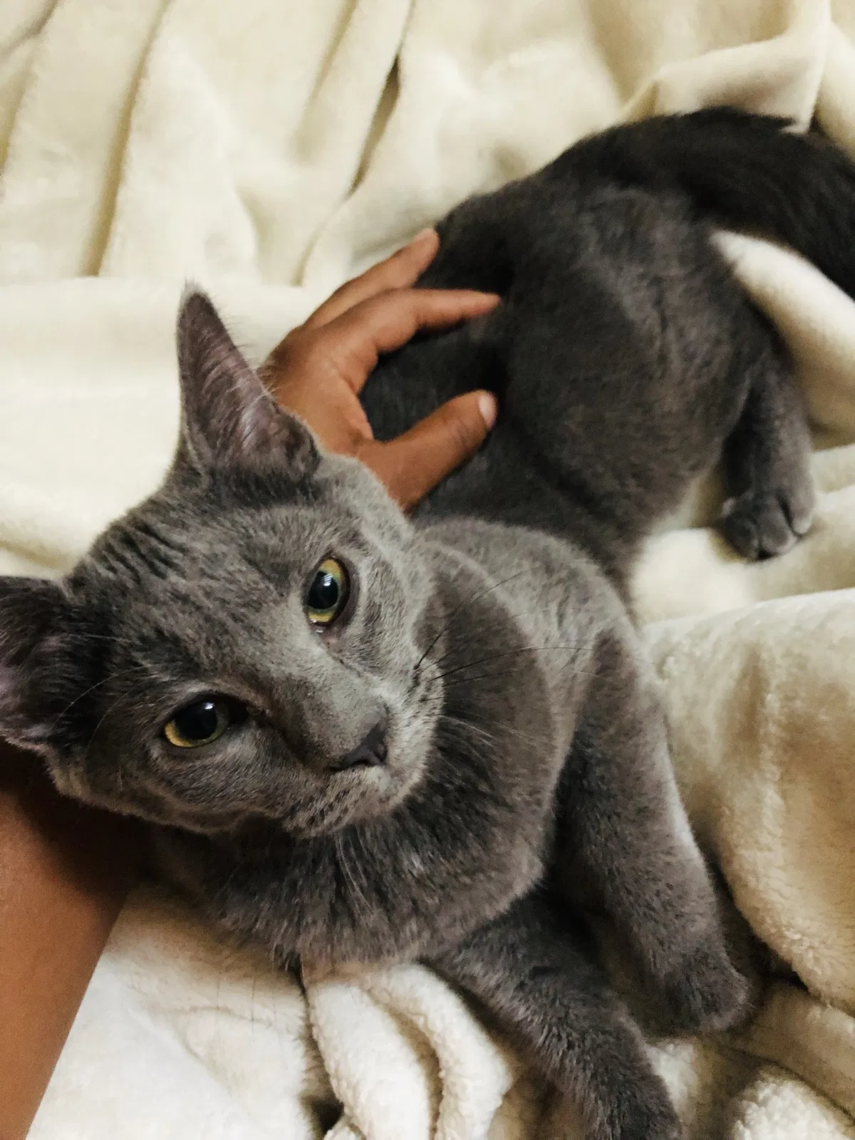 Lost cat in Baltimore, MD, 21206