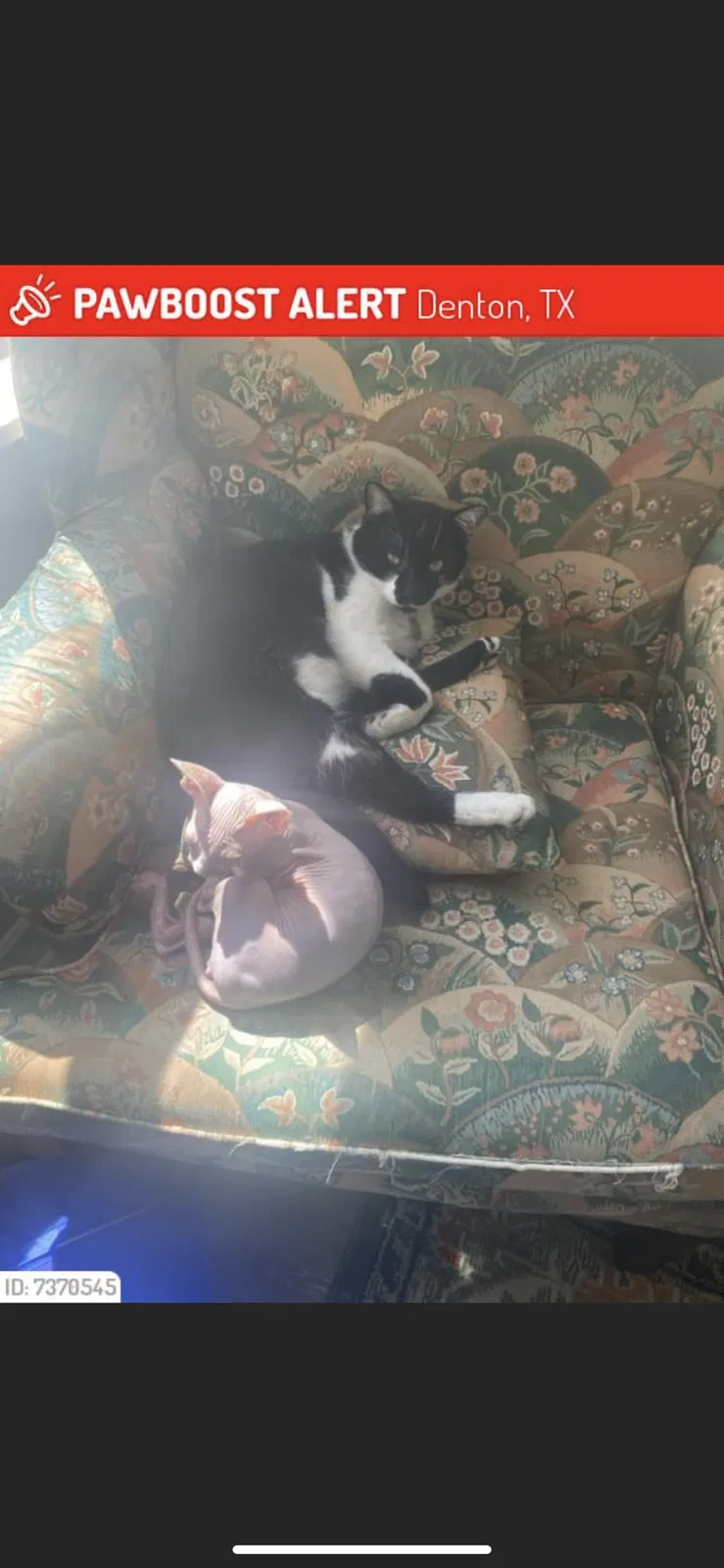 Lost cat in Denton, TX, 76209