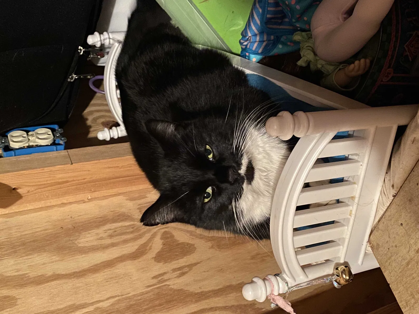 Lost cat in Kannapolis, NC, 28081