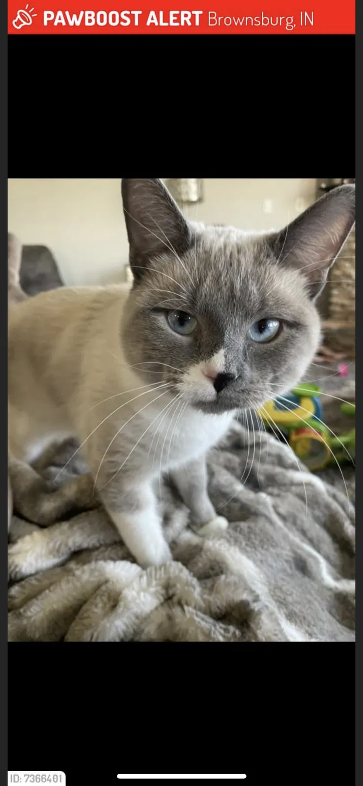 Lost cat in Brownsburg, IN, 46112