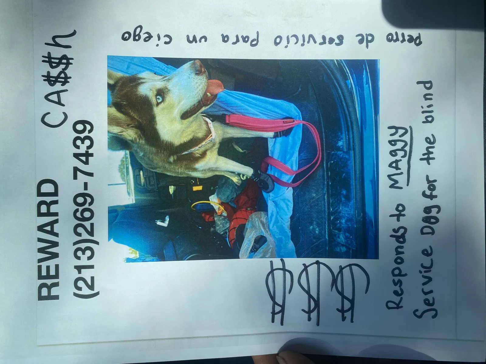 Lost dog in Los Angeles, CA, 90006