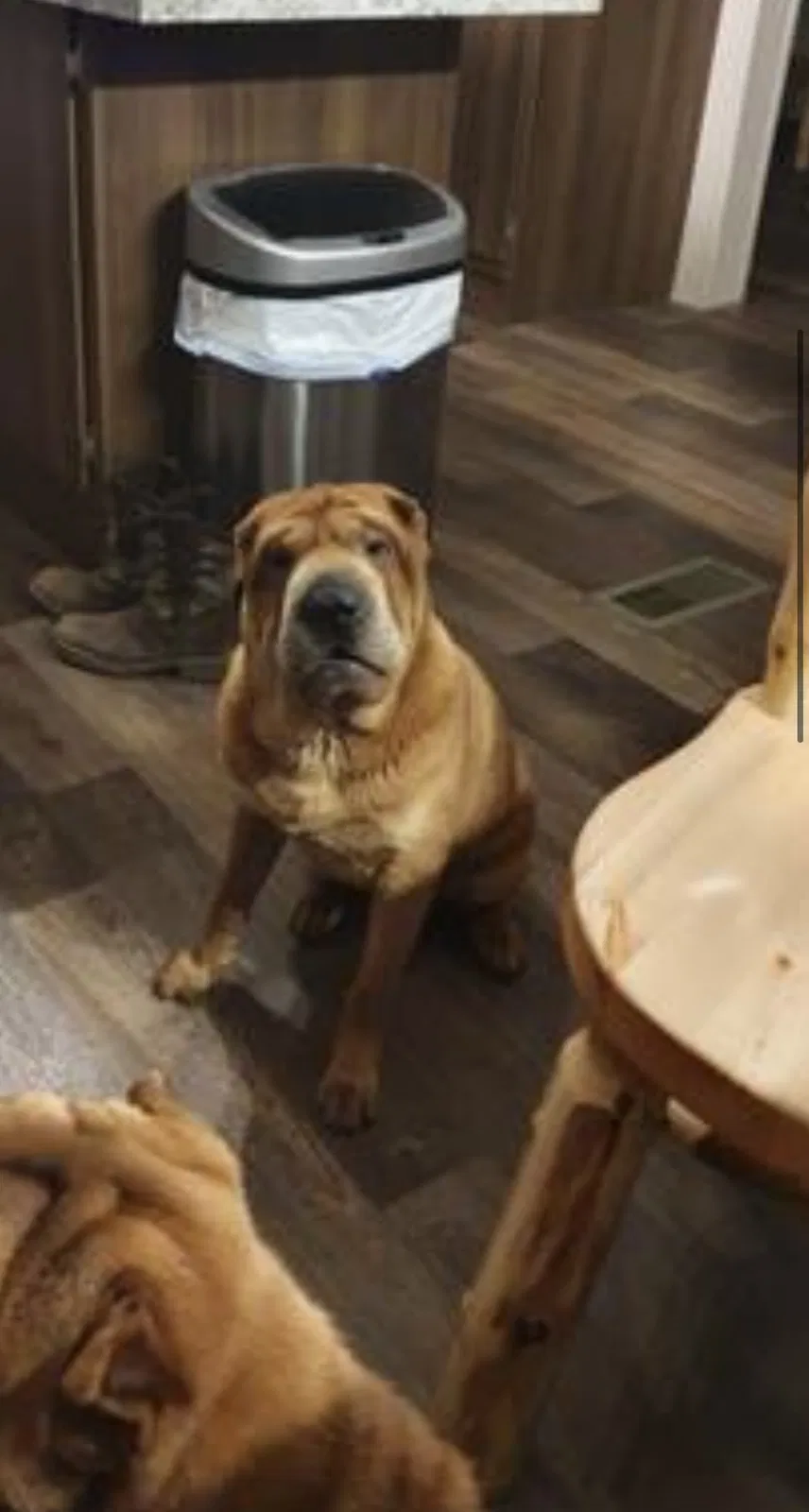 Lost dog in Sevierville, TN, 37876