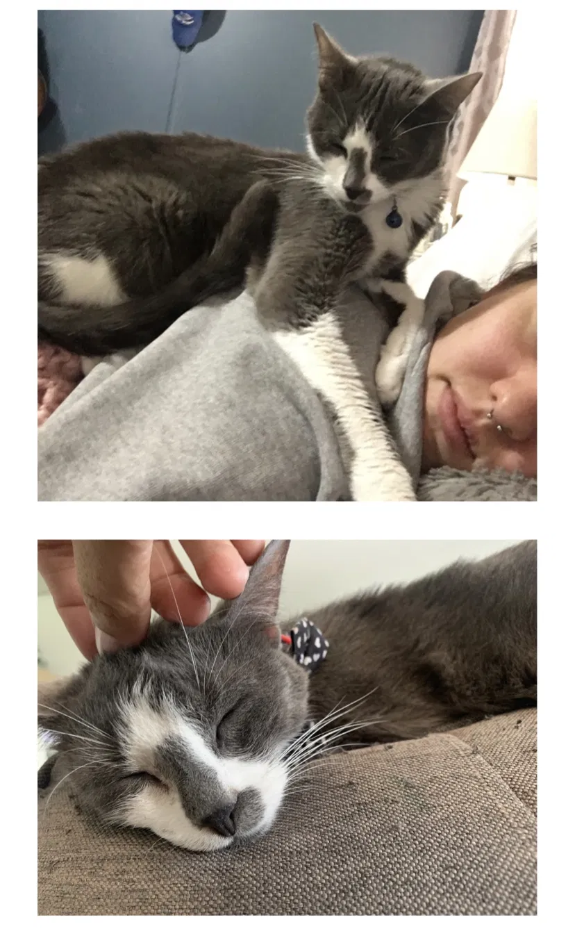 Missing Cat