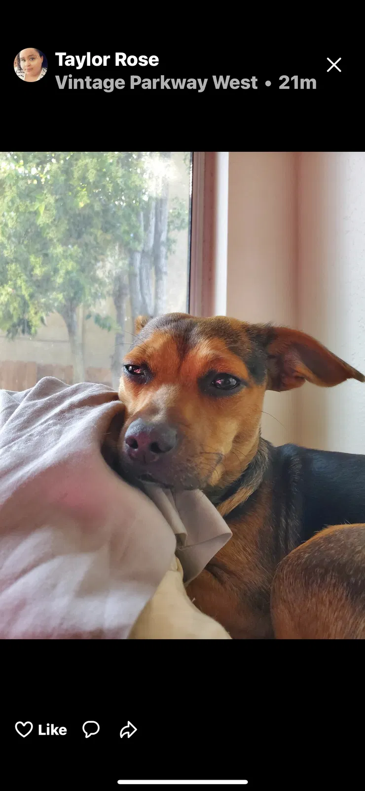 Lost dog in Oakley, CA, 94561