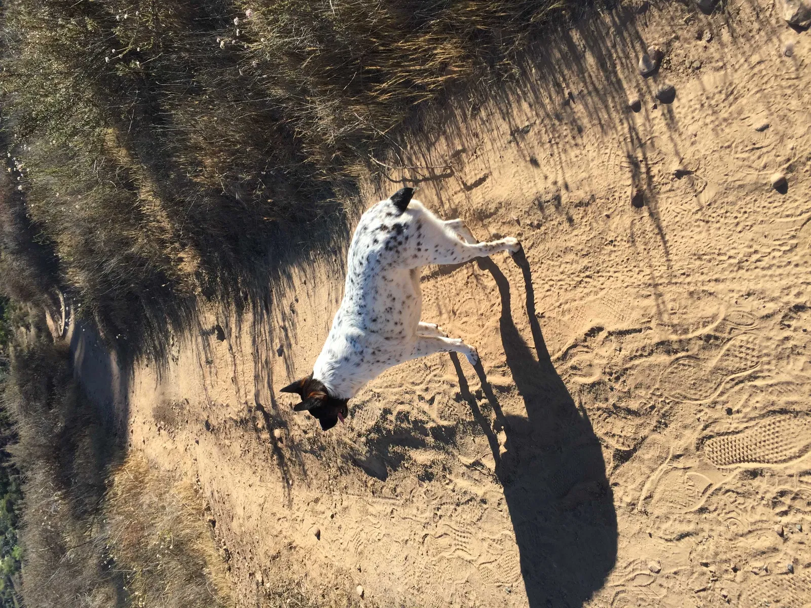 Lost dog in San Marcos, CA, 92069