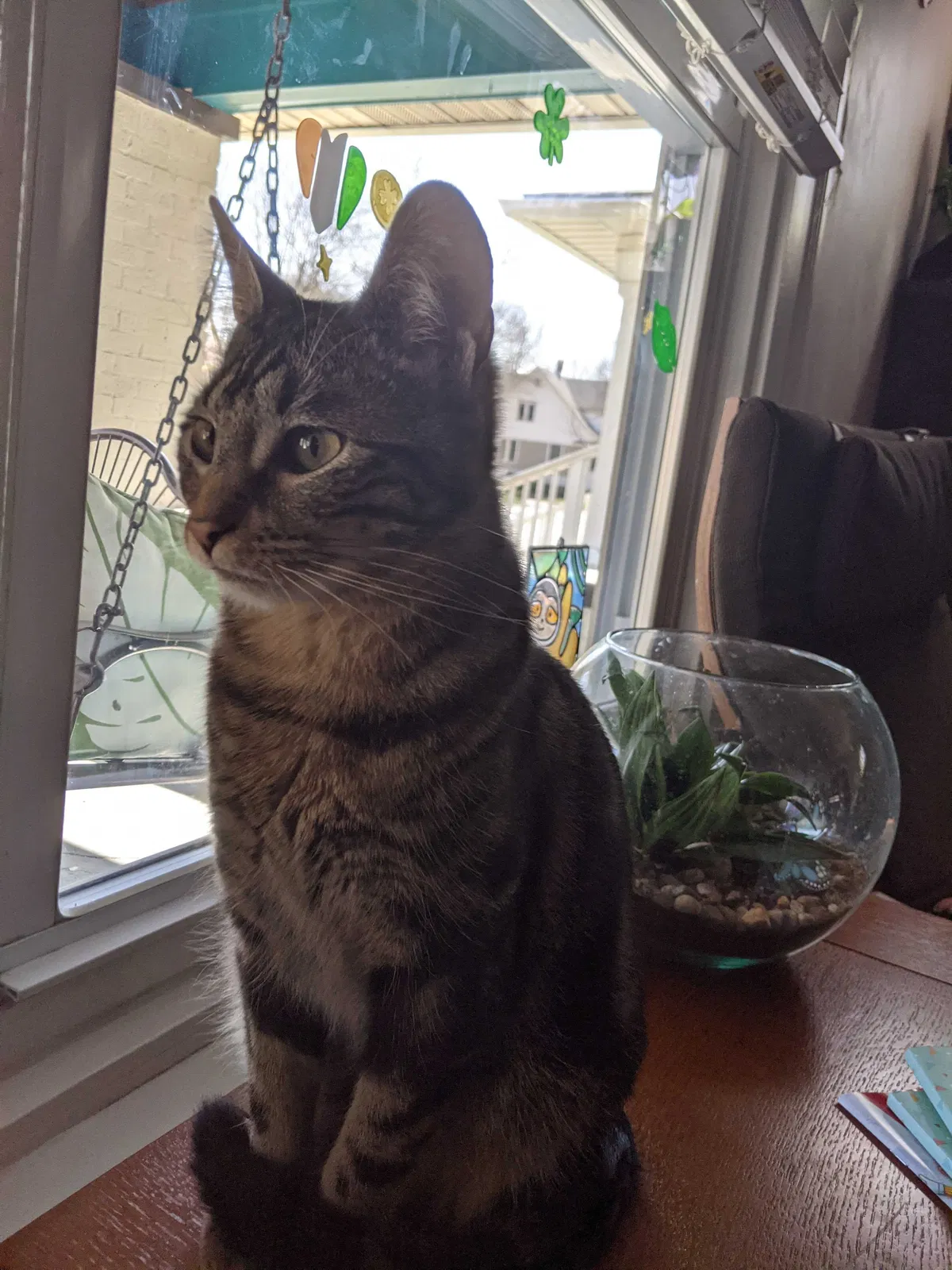 Lost cat in Indianapolis, IN, 46201