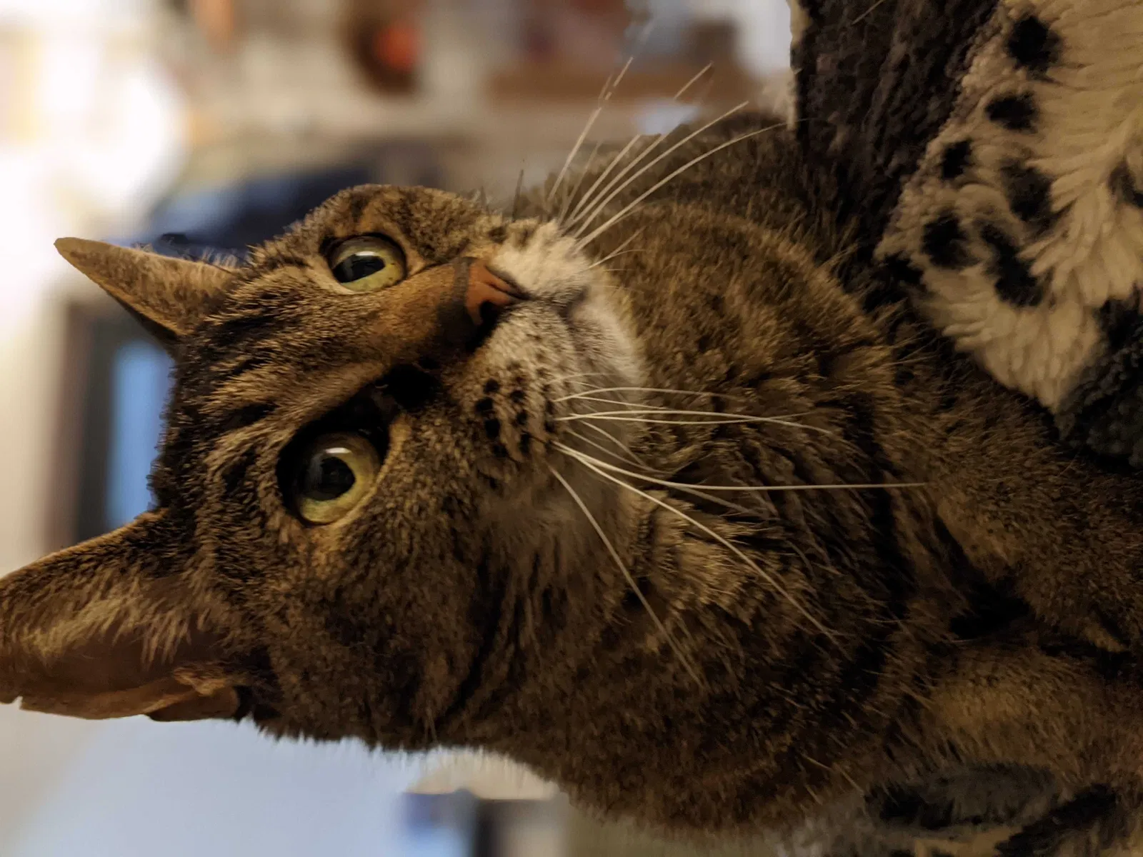 Lost cat in Wheat Ridge, CO, 80033