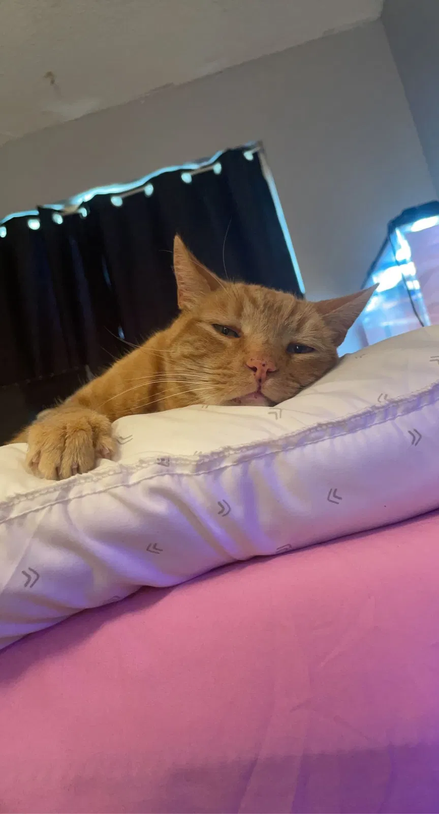 Lost cat in Aurora, CO, 80013