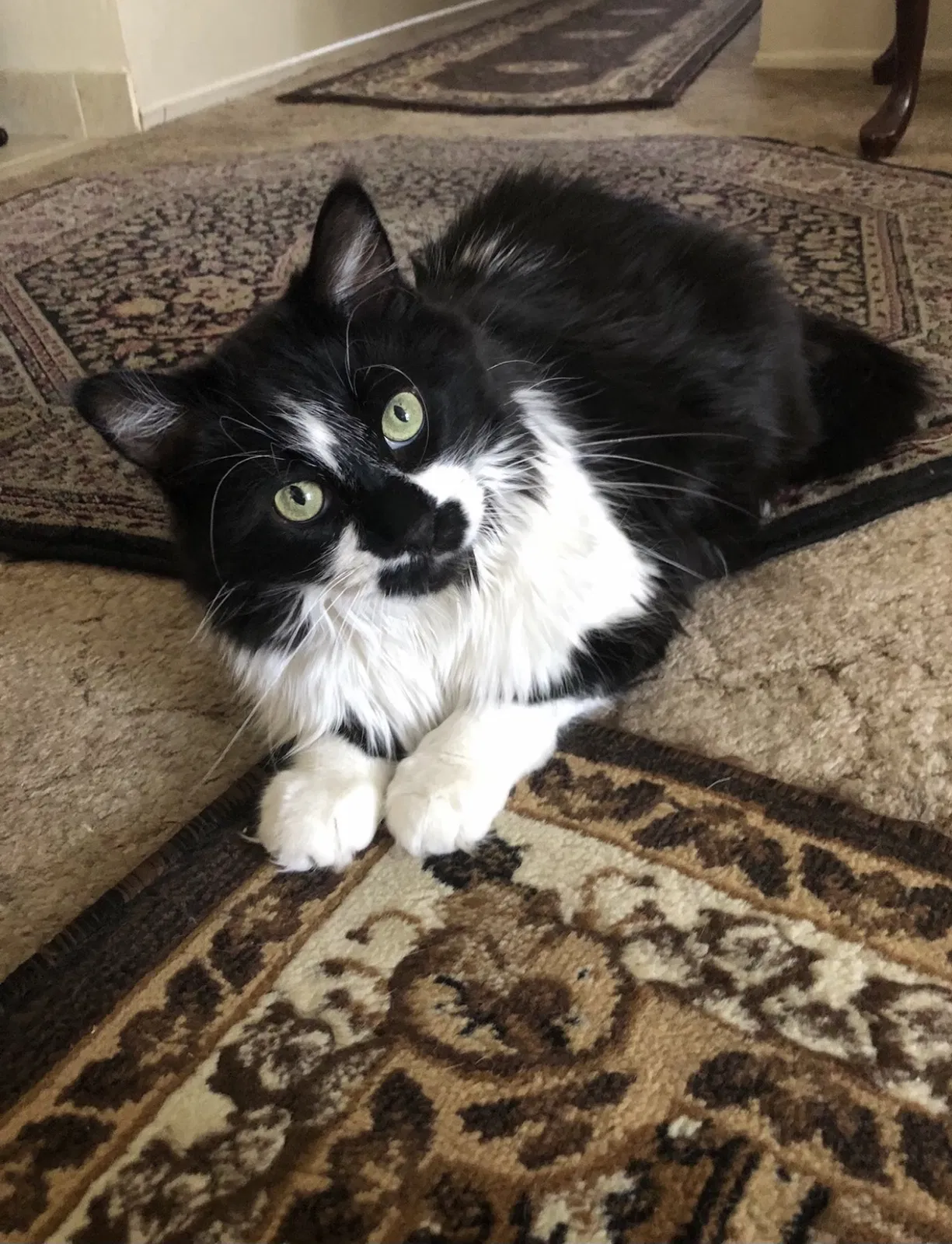 Lost cat in San Bernardino, CA, 92407