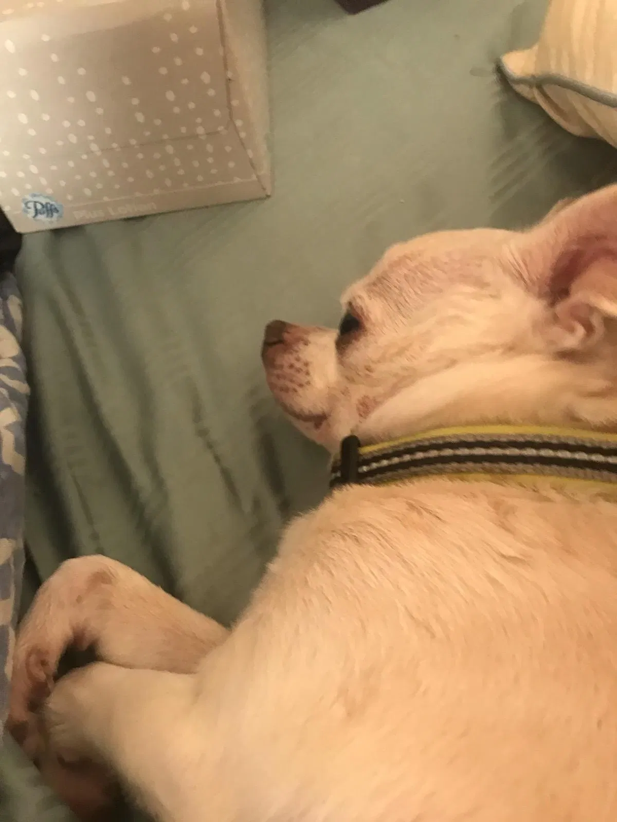Lost dog in Plano, TX, 75074