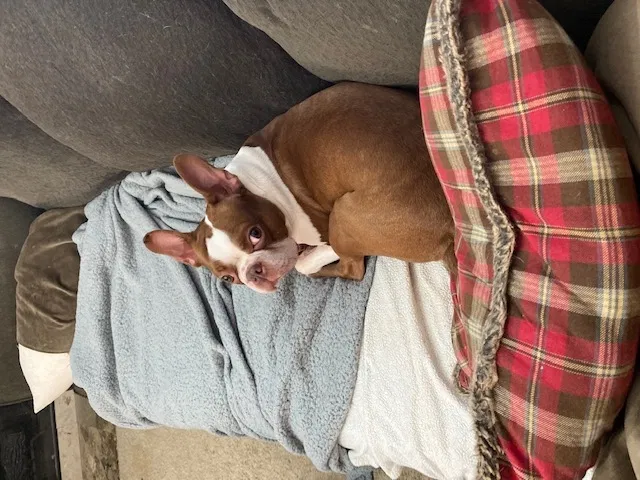 Lost dog in Atlanta, GA, 30309
