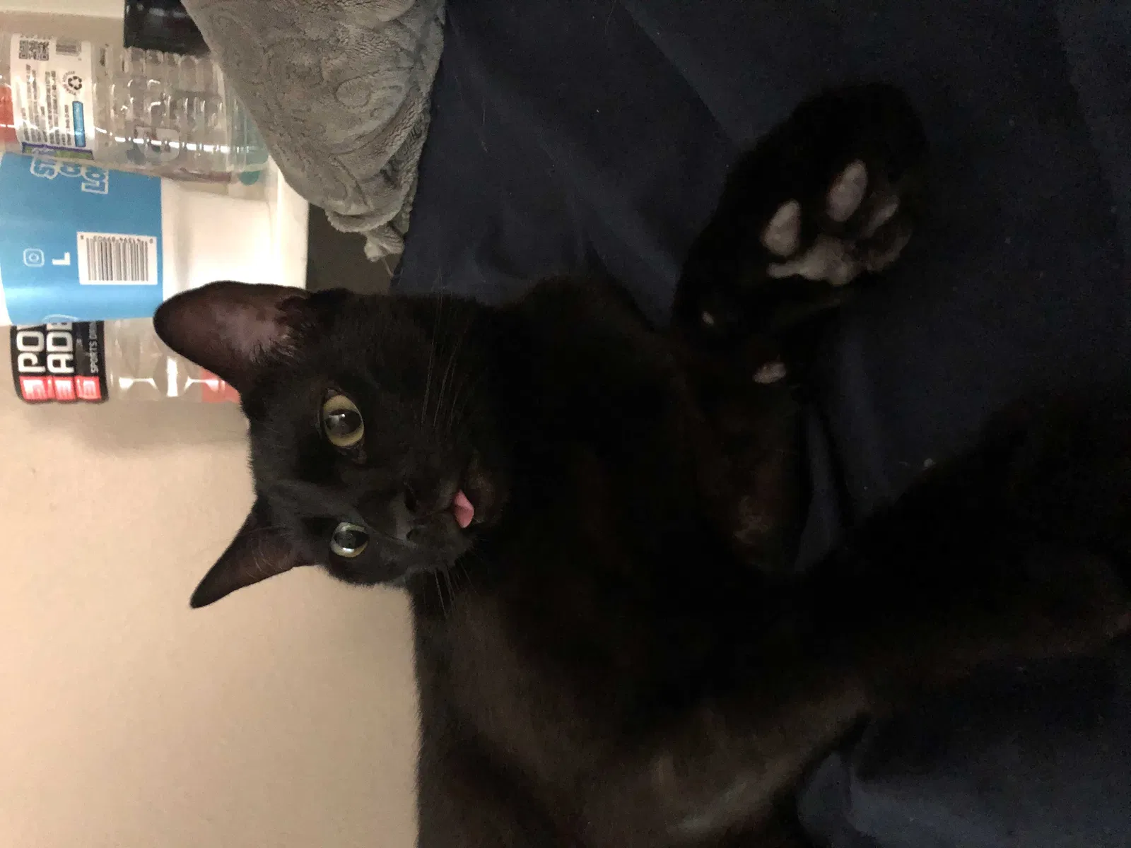Lost cat in Baton Rouge, LA, 70802