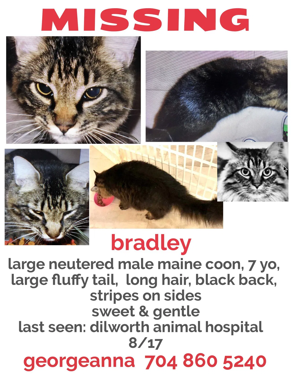 Lost cat in Charlotte, NC, 28203
