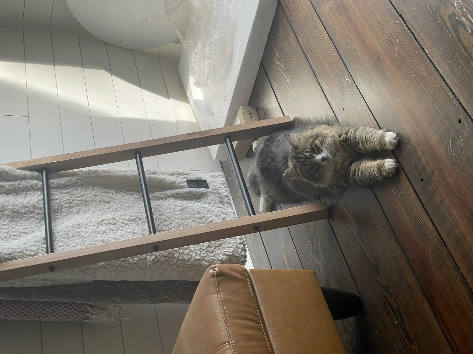 Lost cat in Waleska, GA, 30183