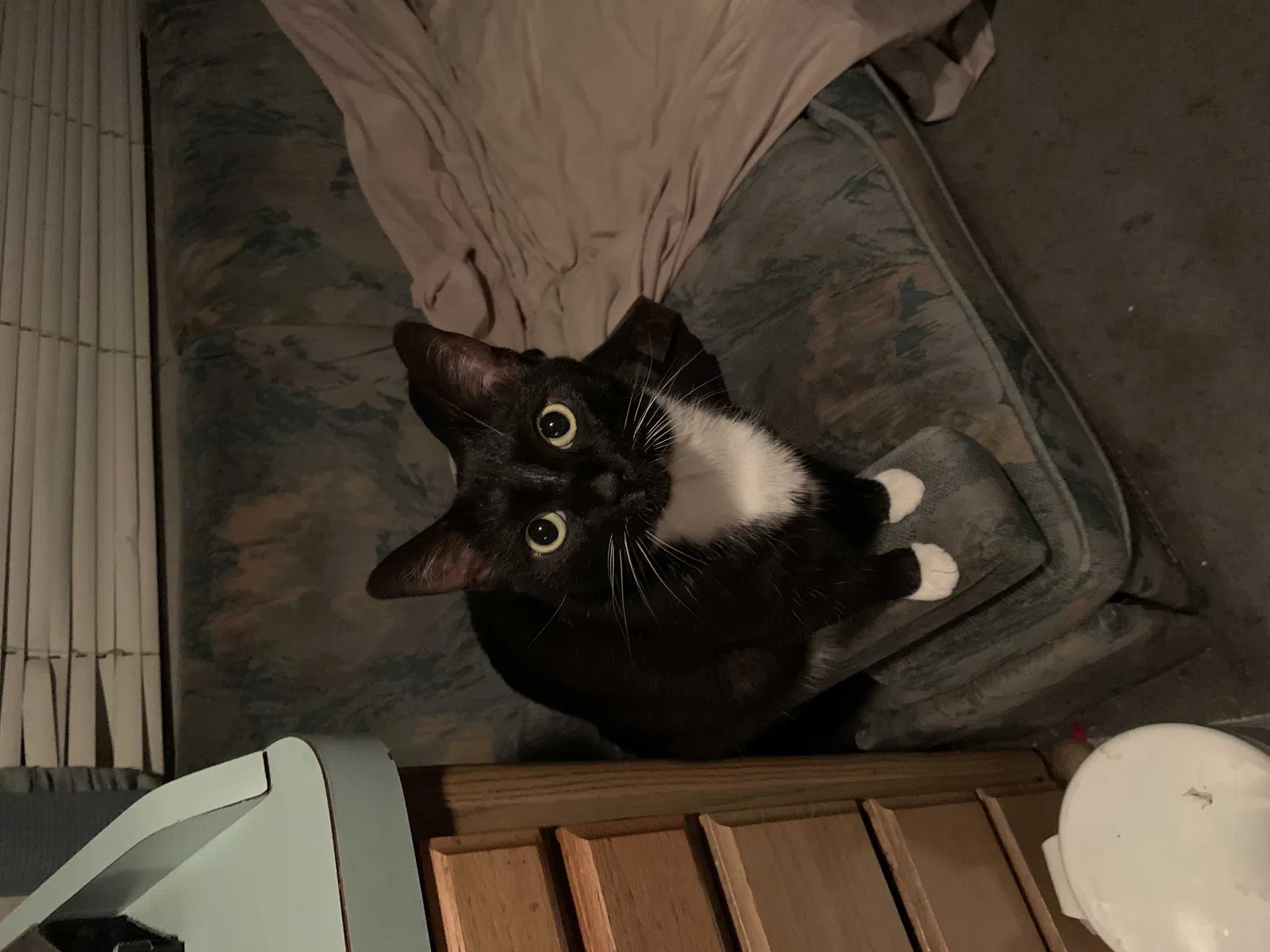 Lost cat in Phoenix, AZ, 85032