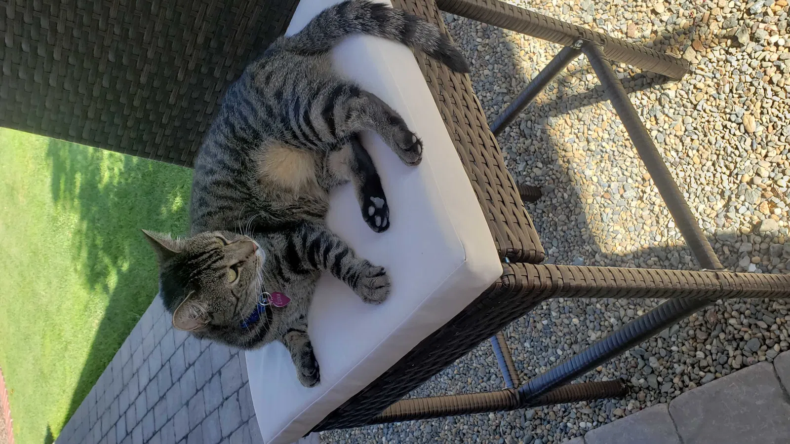 Lost cat in Napa, CA, 94558