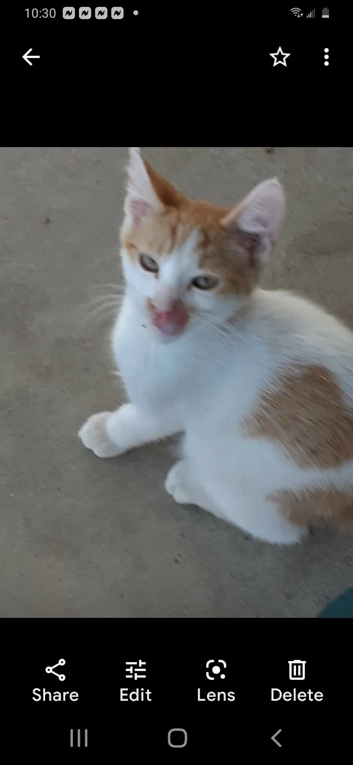 Lost cat in Bakersfield, CA, 93309