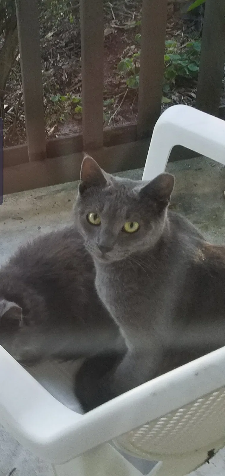 Lost cat in Cocoa, FL, 32927