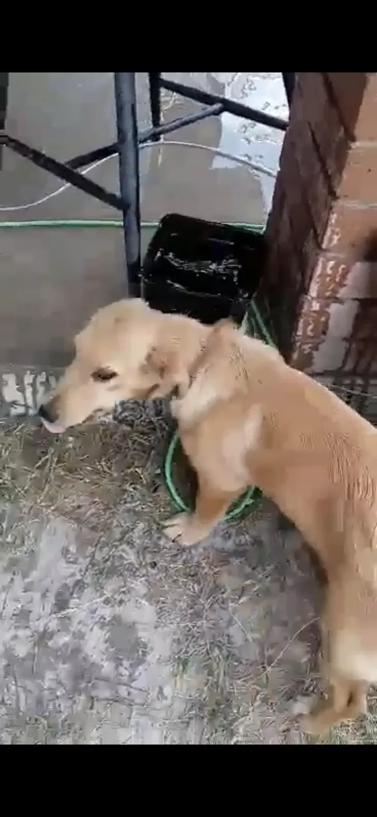 Lost dog in Brownsville, TX, 78521