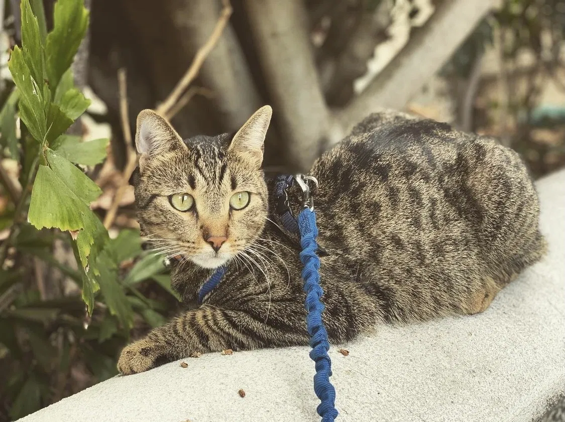 Lost cat in San Diego, CA, 92104