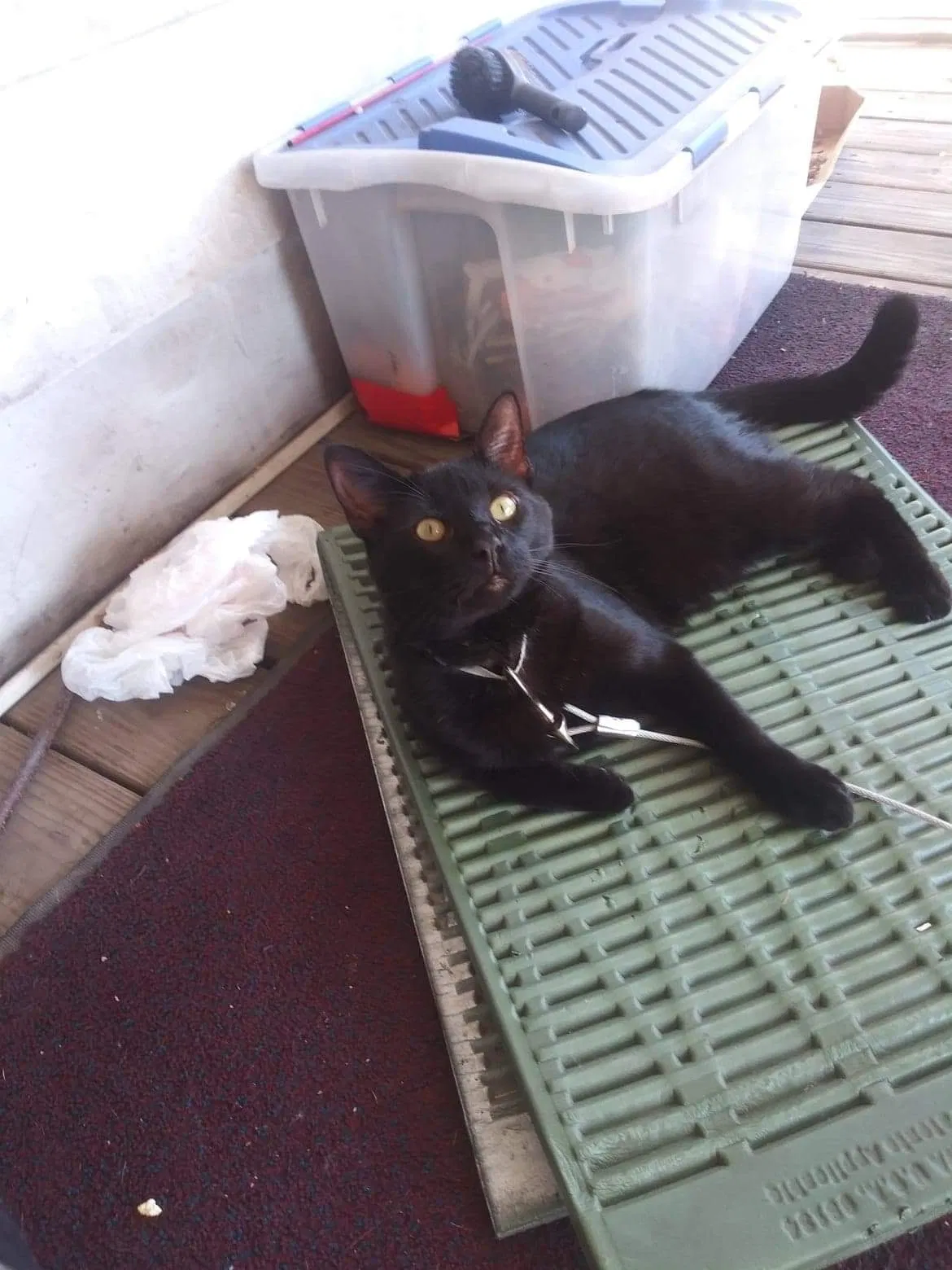 Lost cat in Port Carbon, PA, 17965