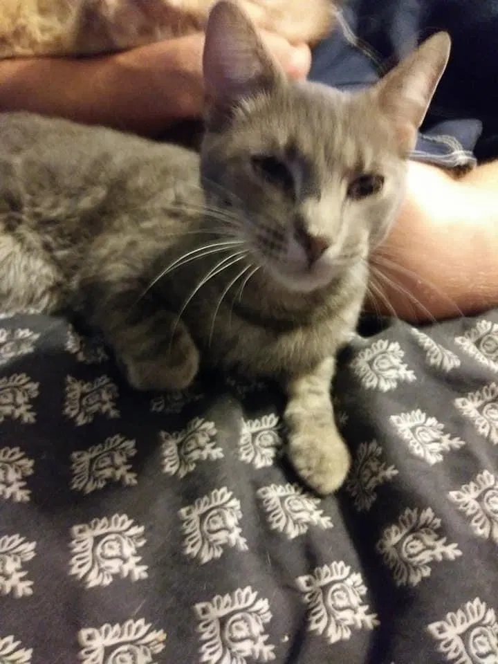 Lost cat in Port Carbon, PA, 17965