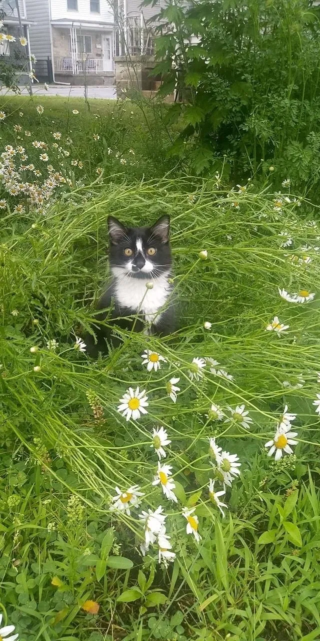 Lost cat in Port Carbon, PA, 17965