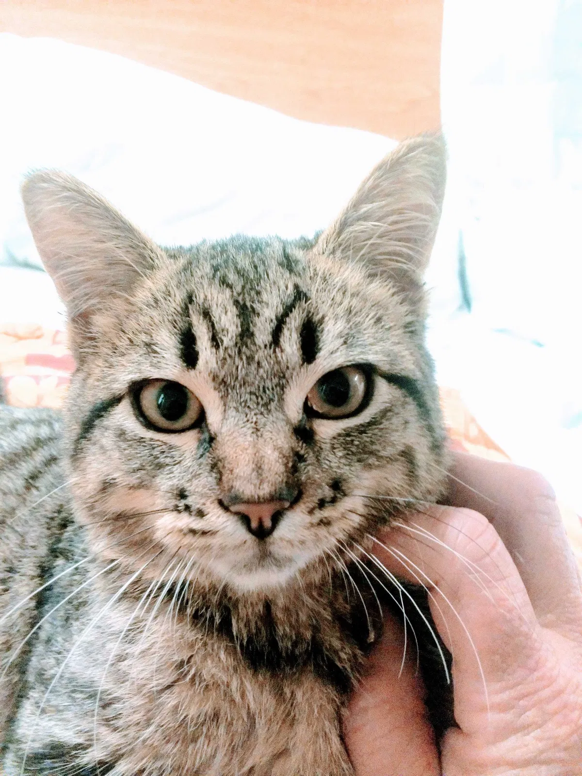 Lost cat in Chula Vista, CA, 91911