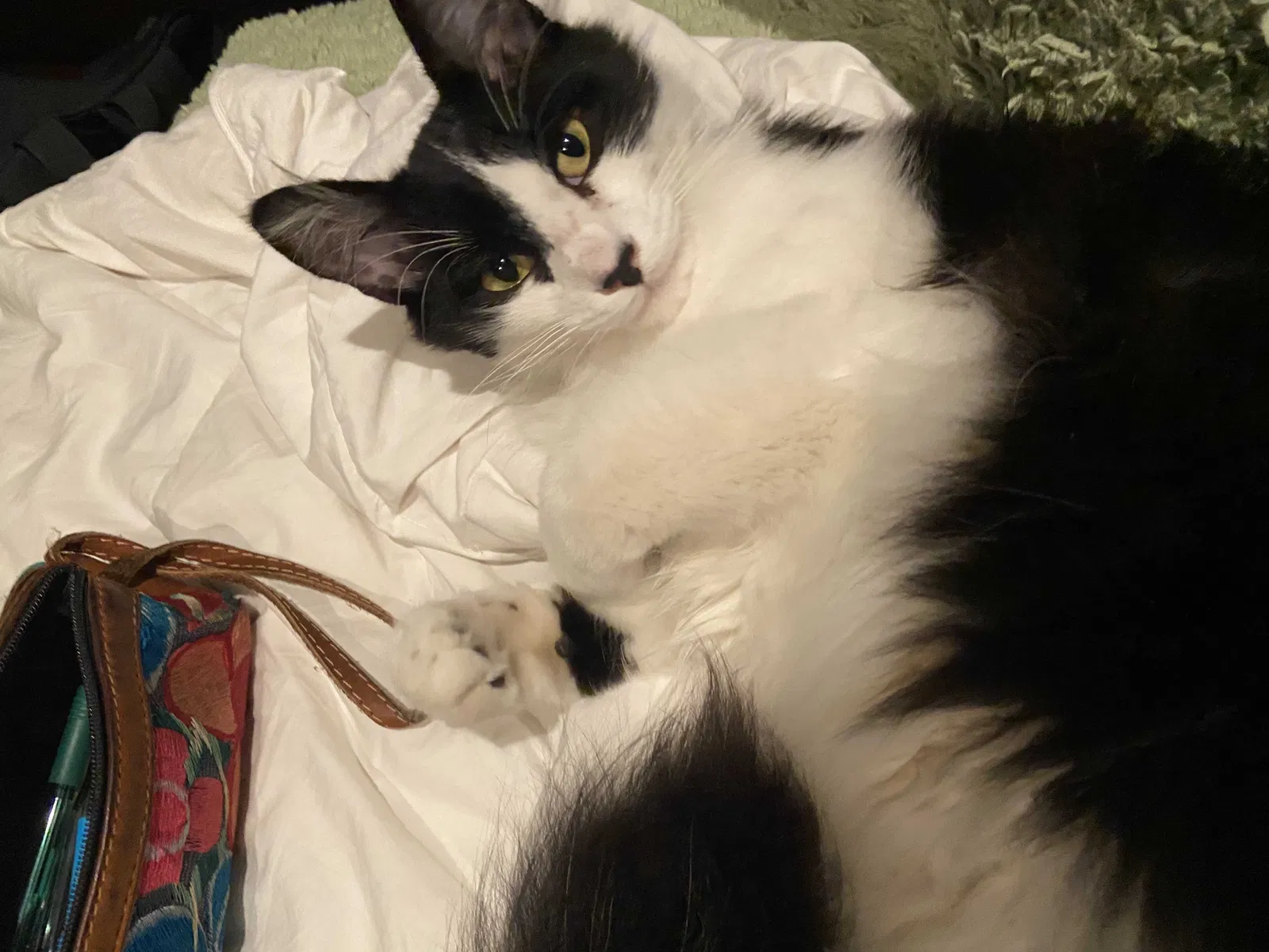Lost cat in El Cajon, CA, 92020