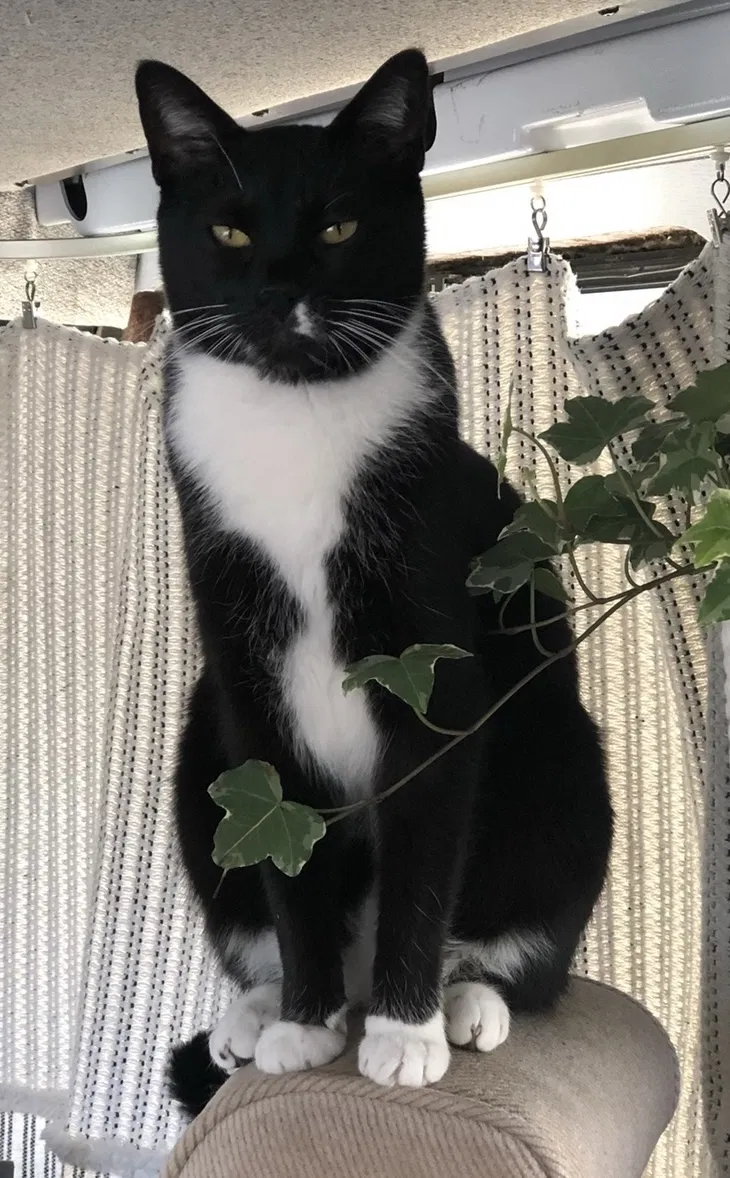 Lost cat in San Francisco, CA, 94132