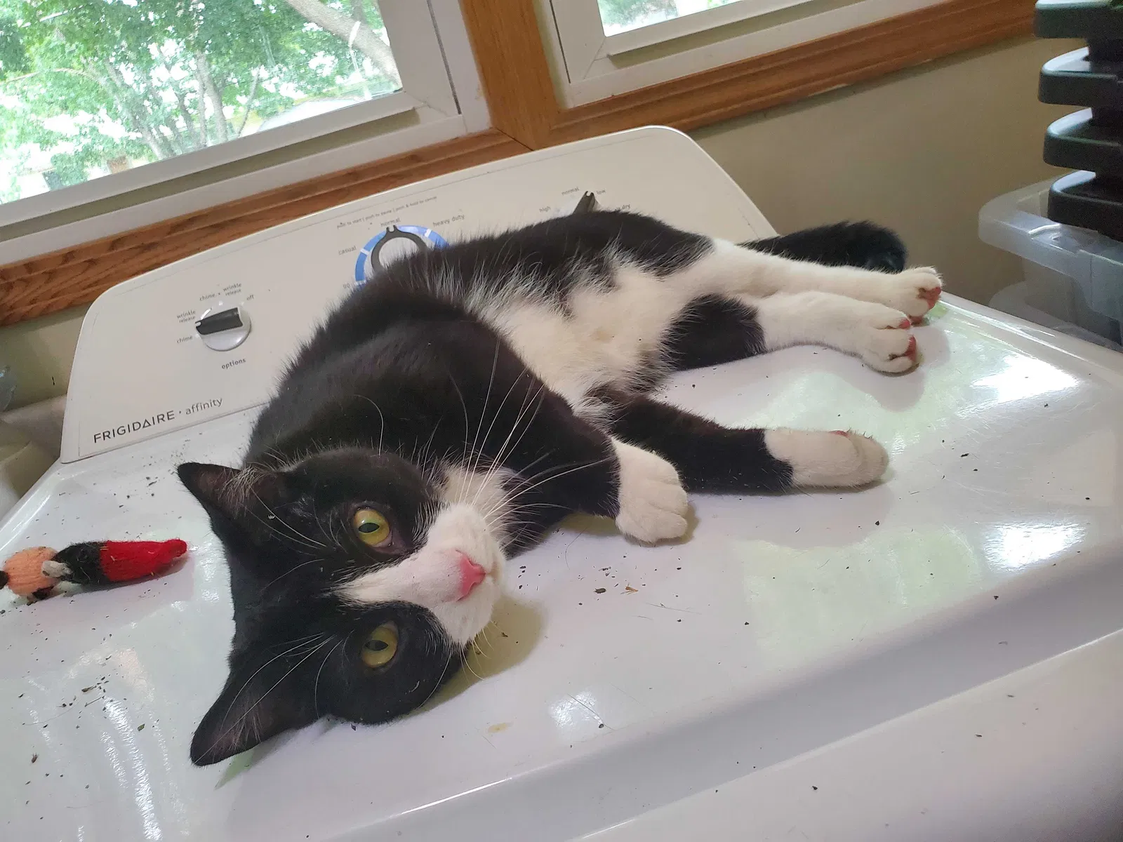 Lost cat in Minneapolis, MN, 55430