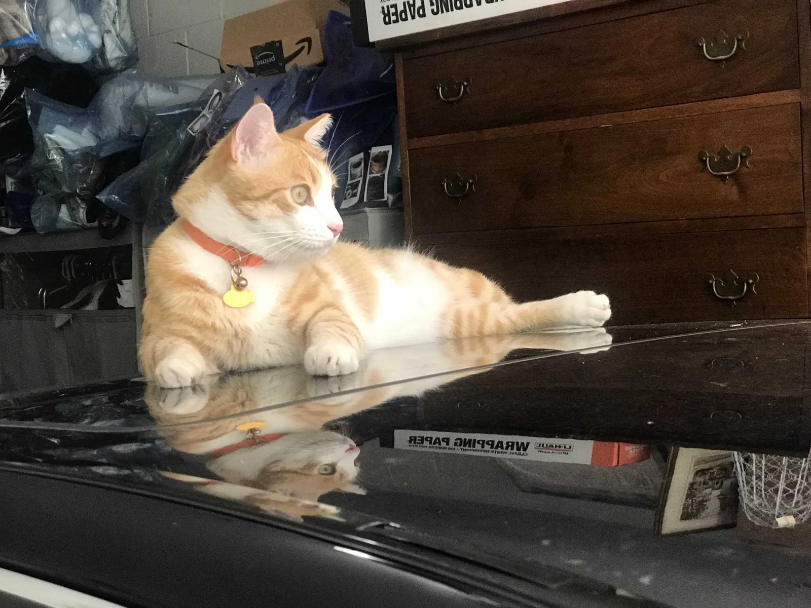 Lost cat in Alexandria, VA, 22314