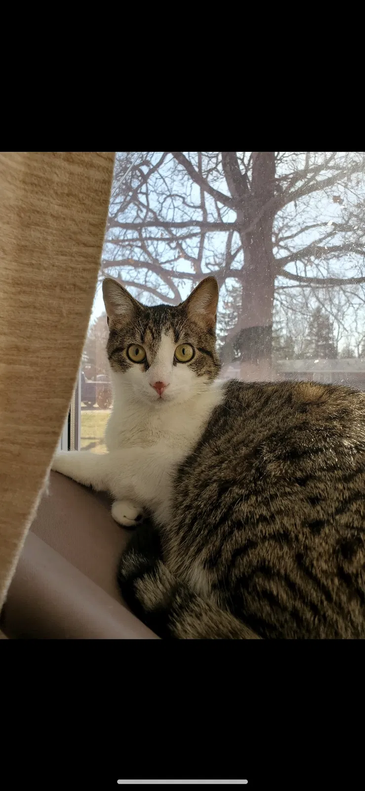 Lost cat in Clarkston, MI, 48346