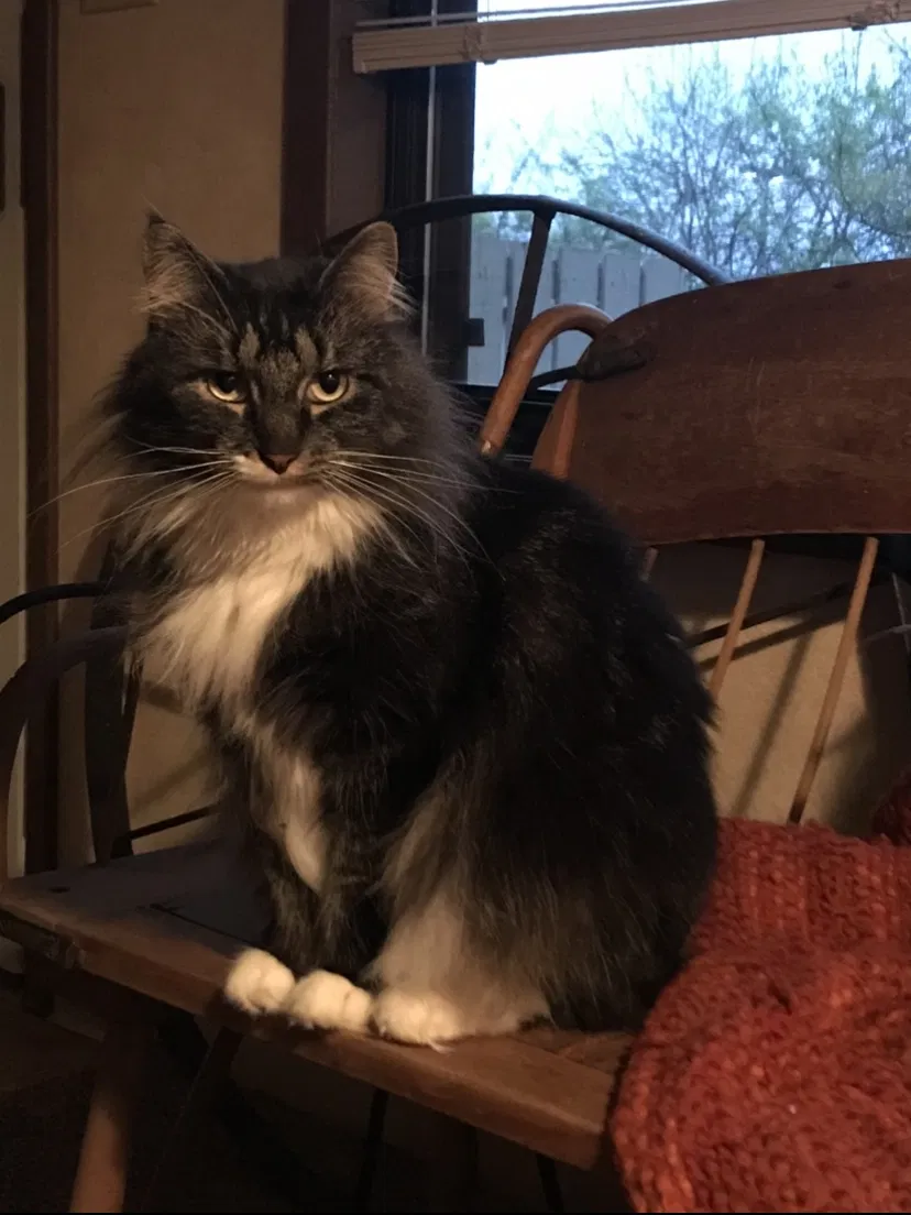 Lost cat in Miamisburg, OH, 45342