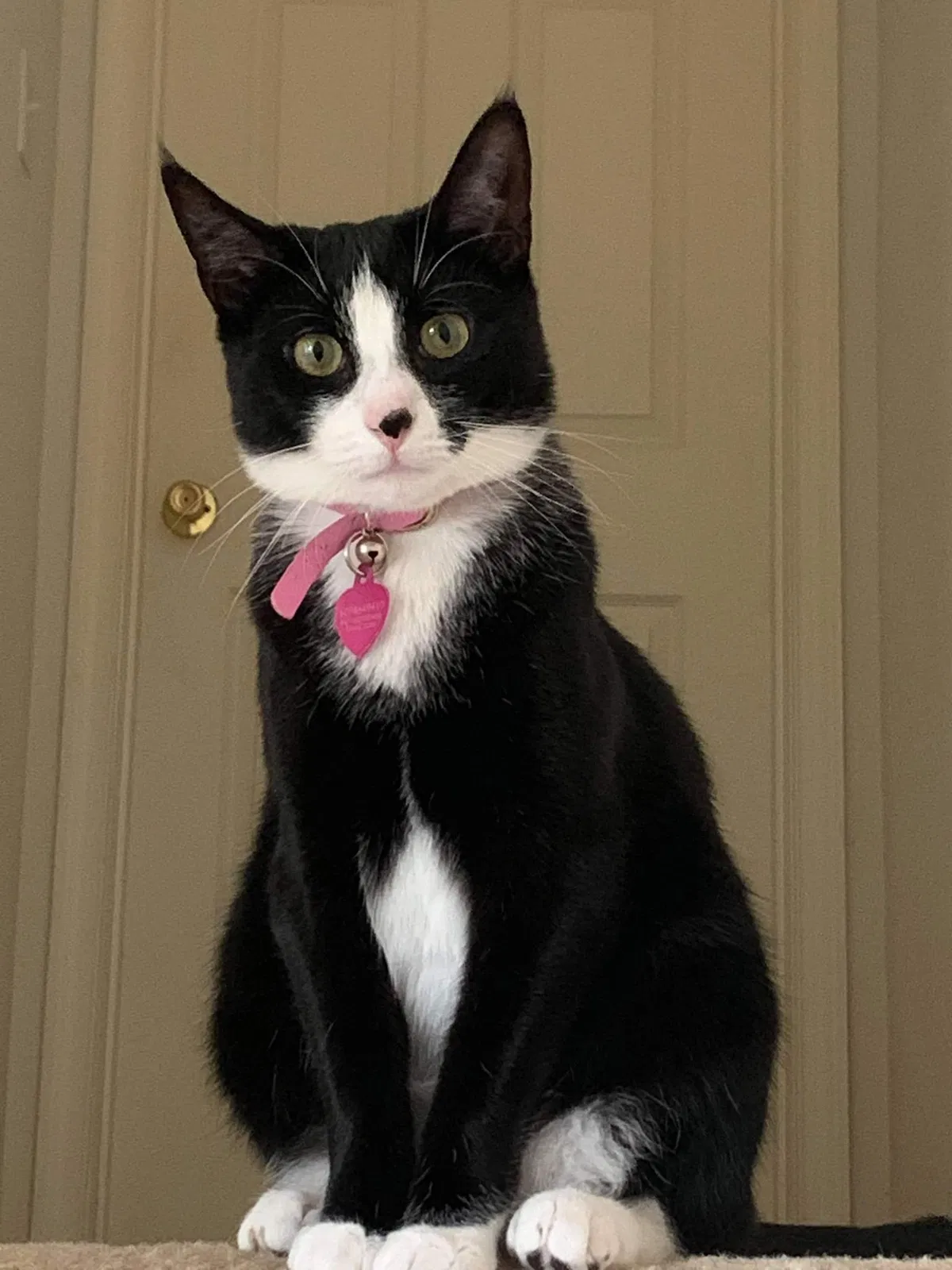 Lost cat in Sicklerville, NJ, 8081