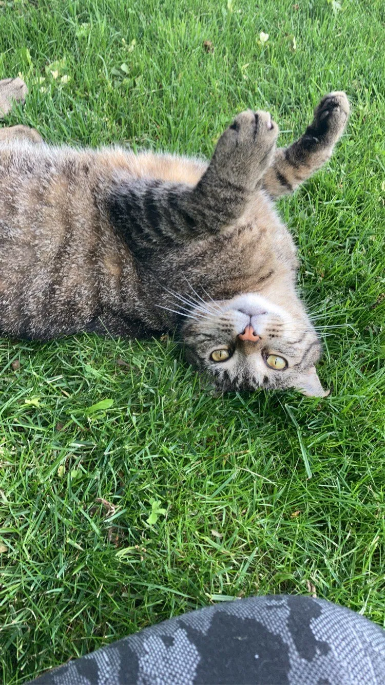Lost cat in Napoleon, OH, 43545