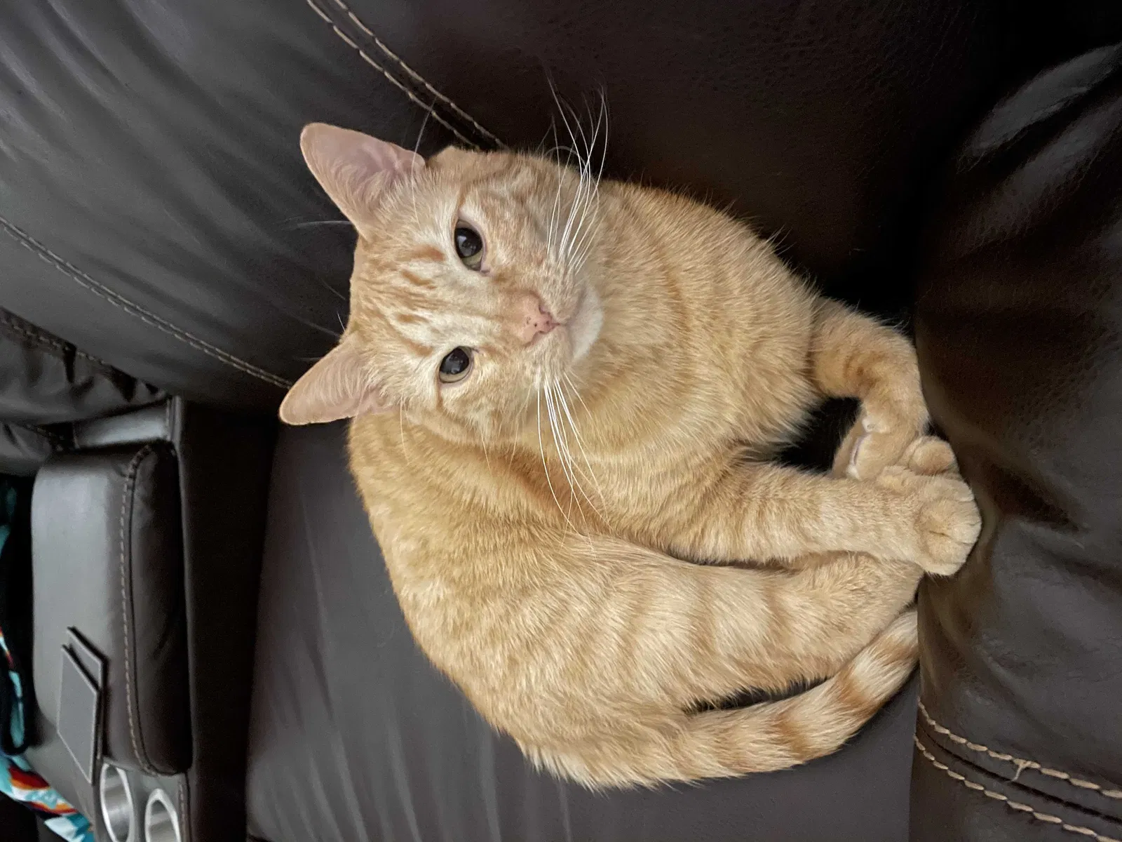 Missing Cat