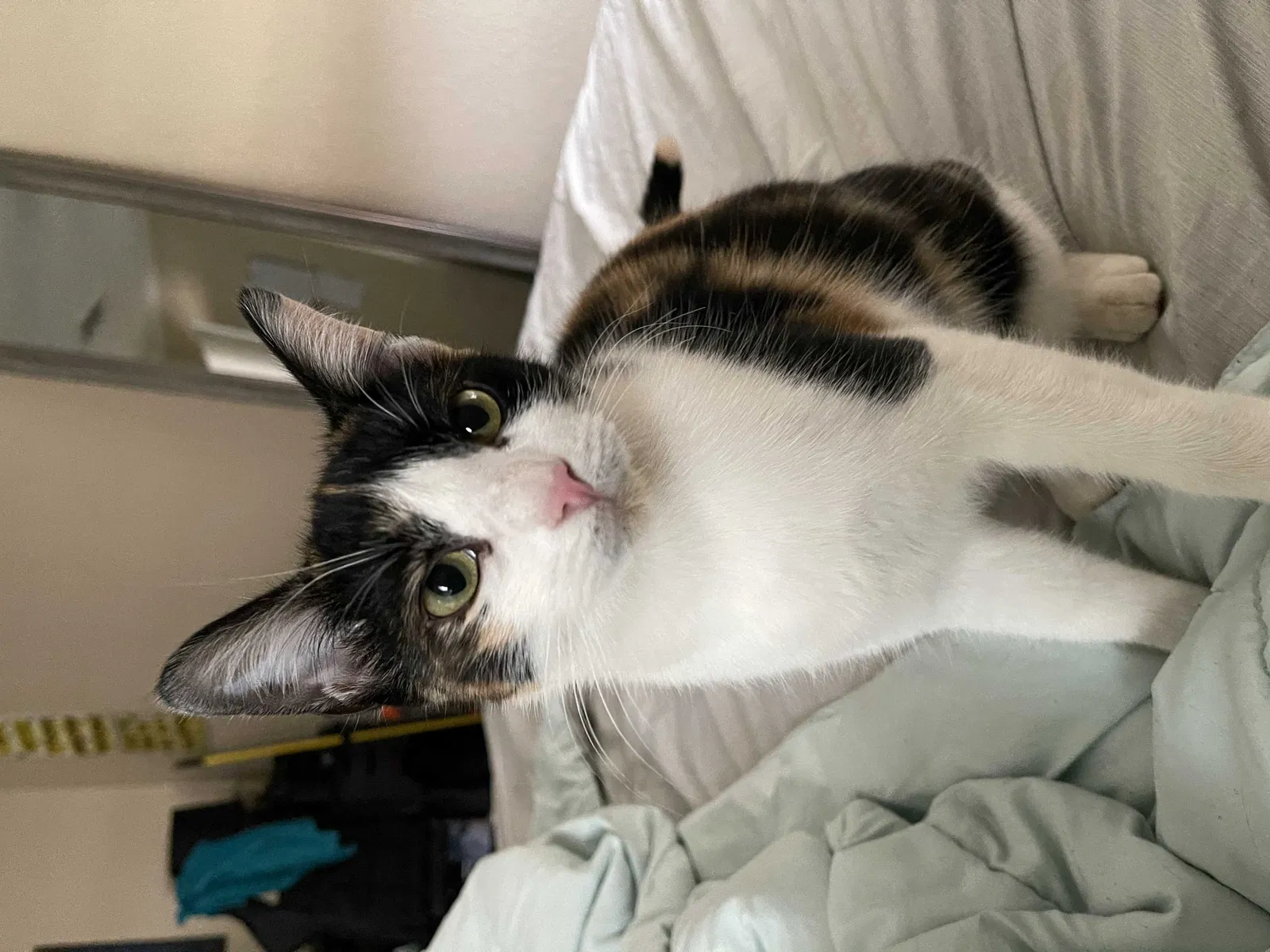 Lost cat in Killeen, TX, 76549