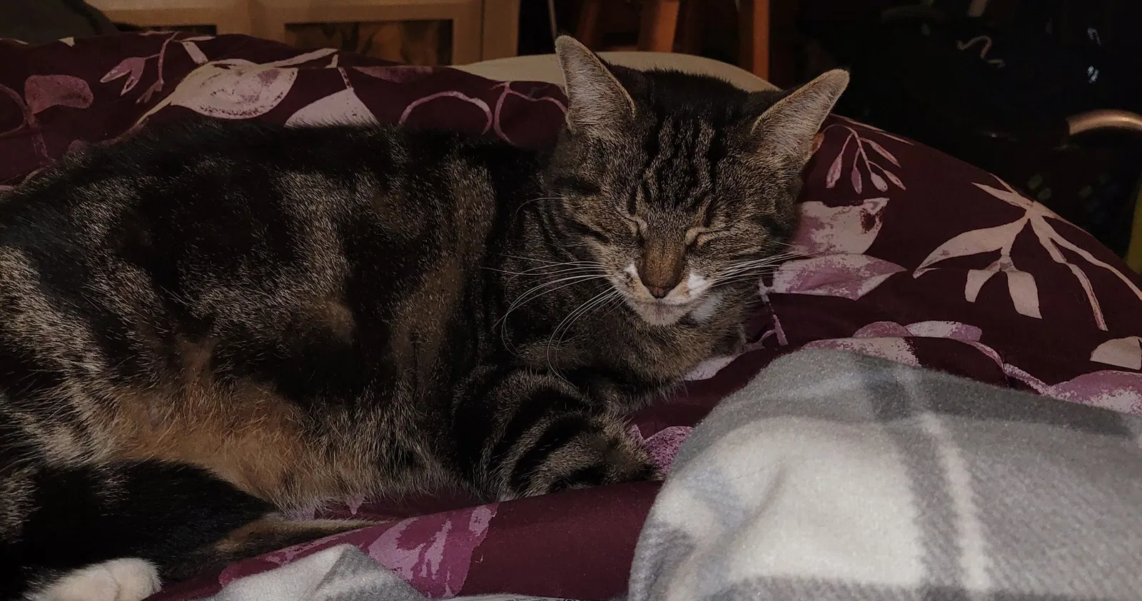 Lost cat in Suncook, NH, 3275
